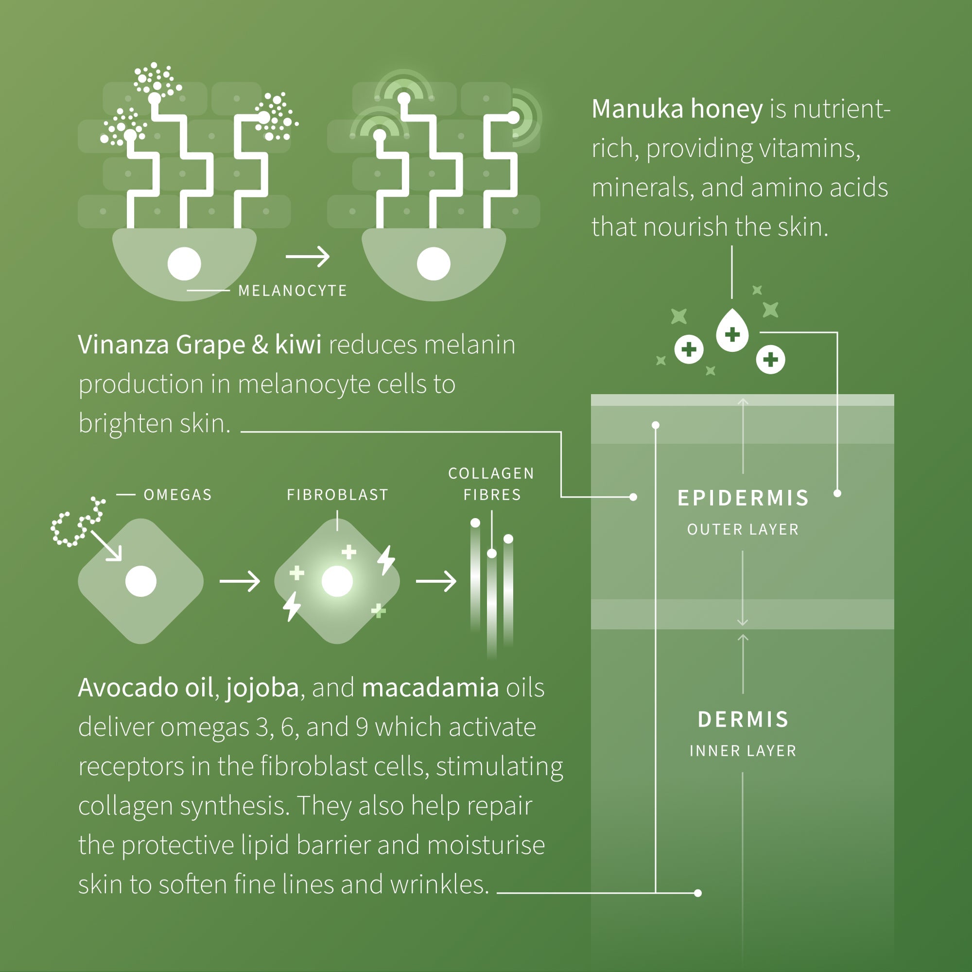 Avocado Pear 鱷梨膠原滋養蛋白提升晚霜60毫升